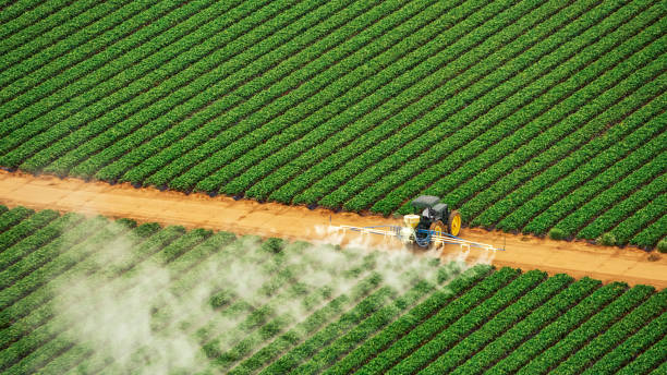 Best Wasp Removal Services  in Kitty Hawk, NC