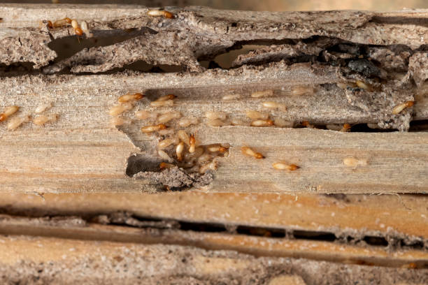 Professional Pest Control in Kitty Hawk, NC