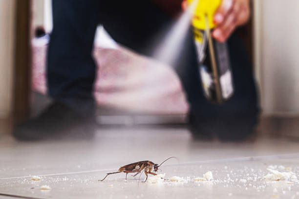 Best Affordable Pest Control Services  in Kitty Hawk, NC
