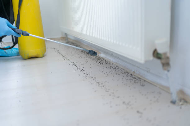 Wasp Removal Services in Kitty Hawk, NC